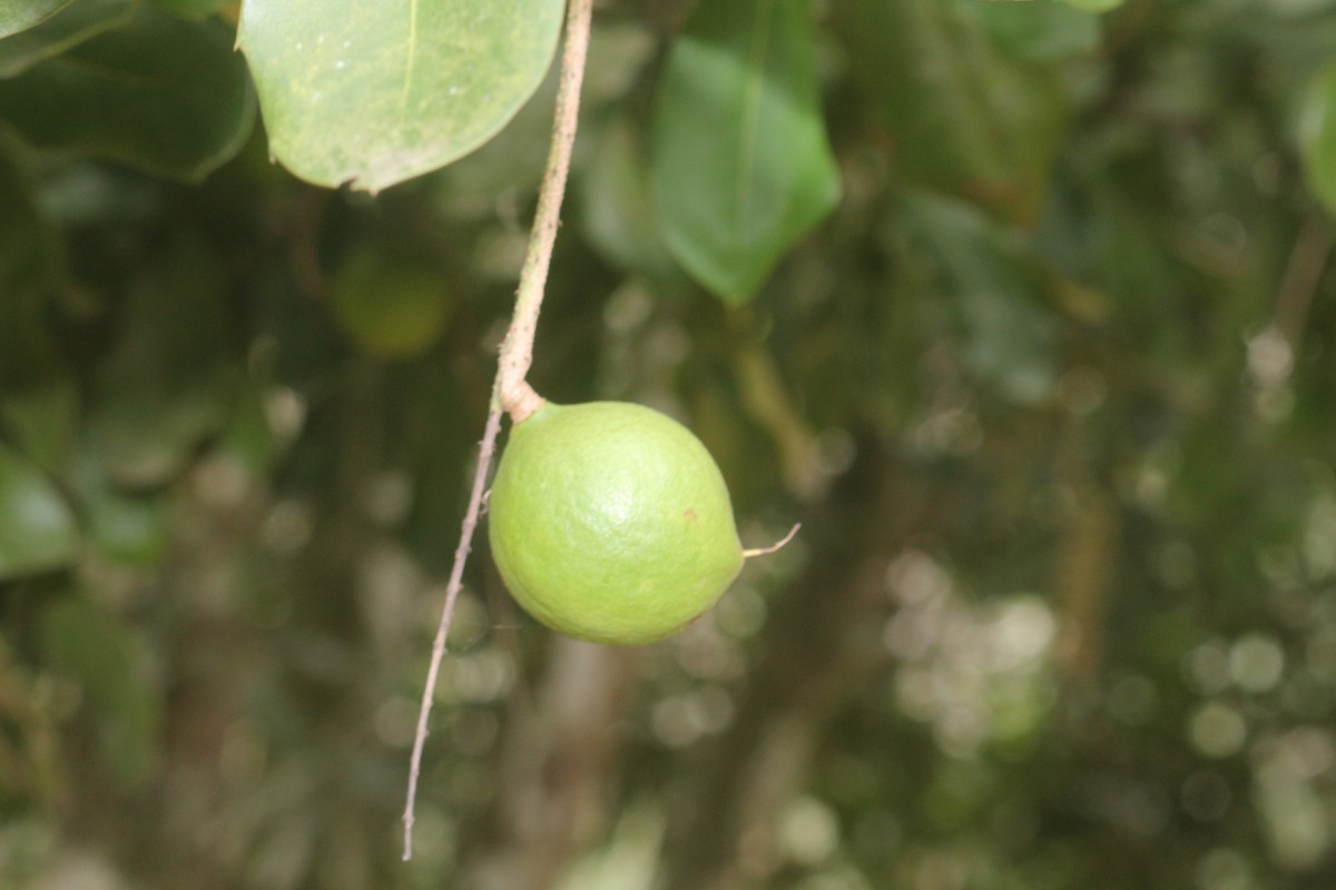 Macadamia ternifolia F.Muell.